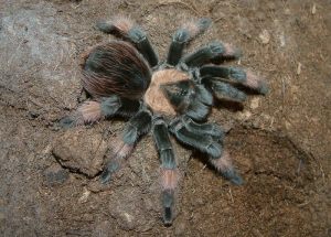 Brachypelma emilia